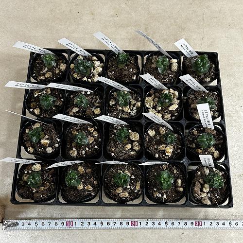 塊根植物　獅子葉アデニウム ドーセットホーン 2号ポット(個体おまかせ1鉢)　インテリア 室内 おしゃれ 可愛い かわいい |  | 08