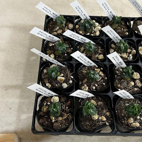 塊根植物　獅子葉アデニウム ドーセットホーン 2号ポット(個体おまかせ1鉢)　インテリア 室内 おしゃれ 可愛い かわいい |  | 09