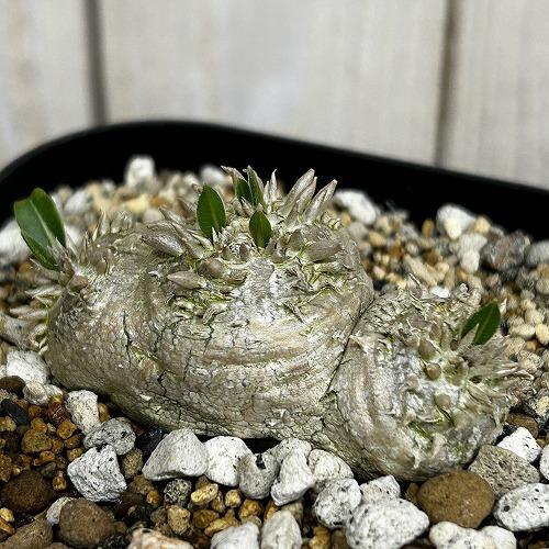 塊根植物　パキポディウム　ブレビカウレ 塊根植物 【個体B】パキポディウム 恵比寿笑い(ブレビカウレ) 10.5cm角