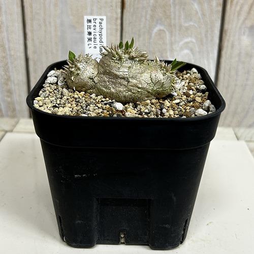 塊根植物 【個体B】パキポディウム 恵比寿笑い(ブレビカウレ) 10.5cm角