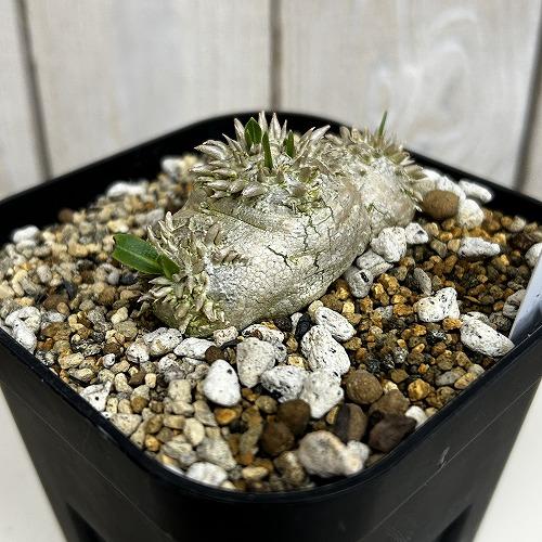 塊根植物 【個体B】パキポディウム 恵比寿笑い(ブレビカウレ) 10.5cm角