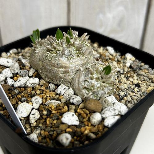 塊根植物 【個体B】パキポディウム 恵比寿笑い(ブレビカウレ) 10.5cm角