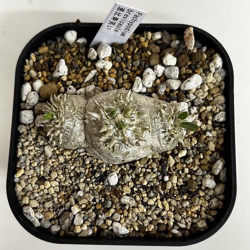 塊根植物 【個体B】パキポディウム 恵比寿笑い(ブレビカウレ) 10.5cm角