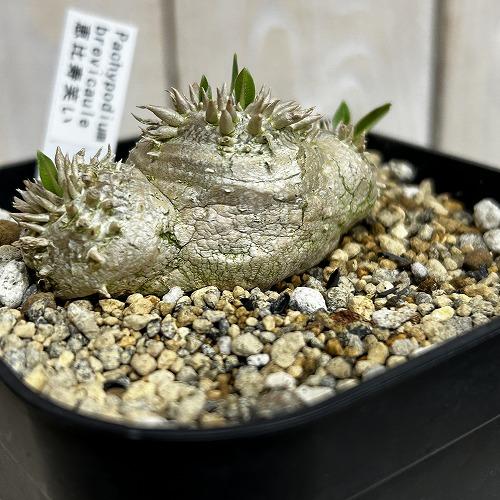 塊根植物 【個体B】パキポディウム 恵比寿笑い(ブレビカウレ) 10.5cm角