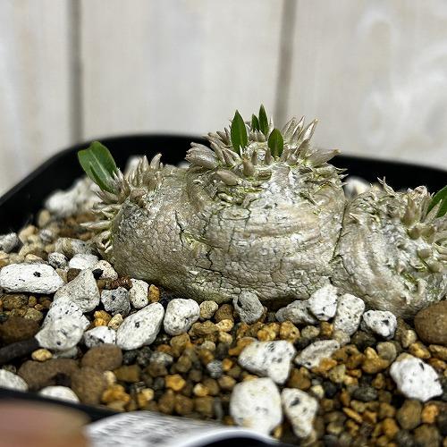 塊根植物 【個体B】パキポディウム 恵比寿笑い(ブレビカウレ) 10.5cm角