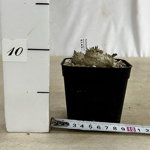 塊根植物 【個体B】パキポディウム 恵比寿笑い(ブレビカウレ) 10.5cm角
