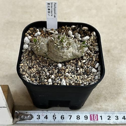 塊根植物 【個体B】パキポディウム 恵比寿笑い(ブレビカウレ) 10.5cm角