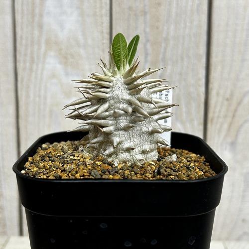 塊根植物　【個体A】パキポディウム エブレネウム 10.5cm角鉢(現品)　インテリア 室内 おしゃれ 可愛い かわいい |  | 01
