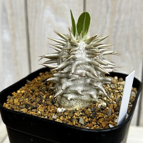 塊根植物　【個体A】パキポディウム エブレネウム 10.5cm角鉢(現品)　インテリア 室内 おしゃれ 可愛い かわいい |  | 02