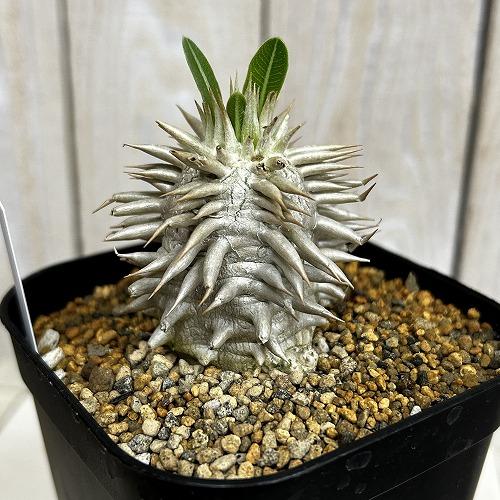 塊根植物　【個体A】パキポディウム エブレネウム 10.5cm角鉢(現品)　インテリア 室内 おしゃれ 可愛い かわいい |  | 03