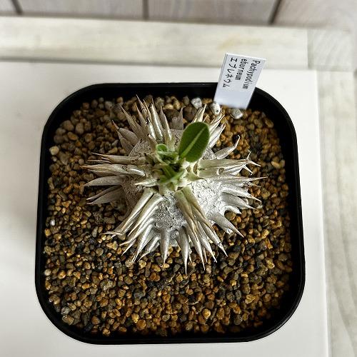 塊根植物　【個体A】パキポディウム エブレネウム 10.5cm角鉢(現品)　インテリア 室内 おしゃれ 可愛い かわいい |  | 04