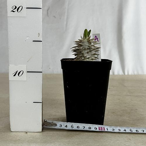 塊根植物　【個体A】パキポディウム エブレネウム 10.5cm角鉢(現品)　インテリア 室内 おしゃれ 可愛い かわいい |  | 05