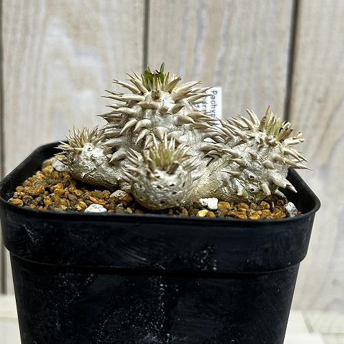 塊根植物 【個体B】パキポディウム エブレネウム 10.5cm角鉢(現品