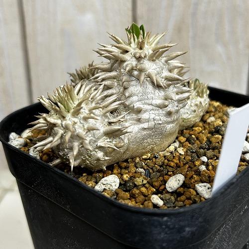 塊根植物 【個体B】パキポディウム エブレネウム 10.5cm角鉢(現品
