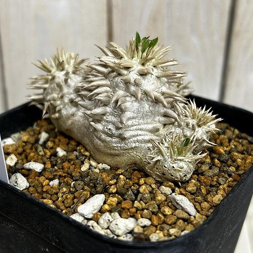 塊根植物 【個体B】パキポディウム エブレネウム 10.5cm角鉢(現品