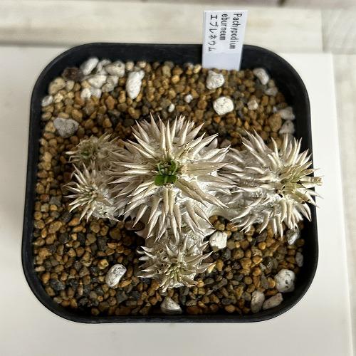 塊根植物 【個体B】パキポディウム エブレネウム 10.5cm角鉢(現品