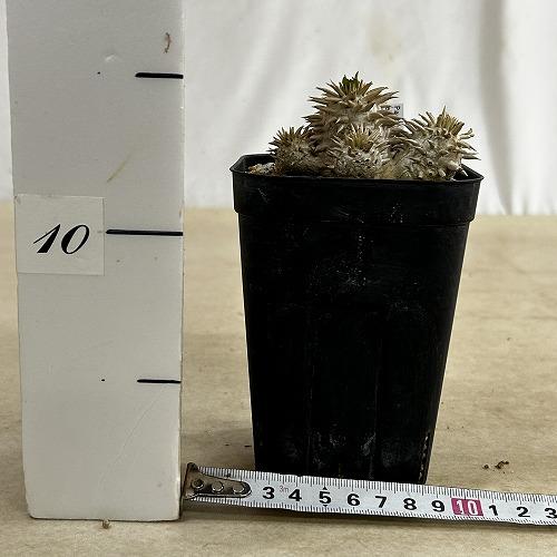塊根植物 【個体B】パキポディウム エブレネウム 10.5cm角鉢(現品