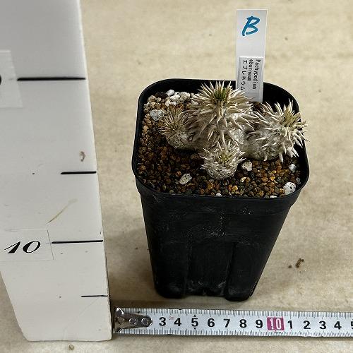 塊根植物 【個体B】パキポディウム エブレネウム 10.5cm角鉢(現品