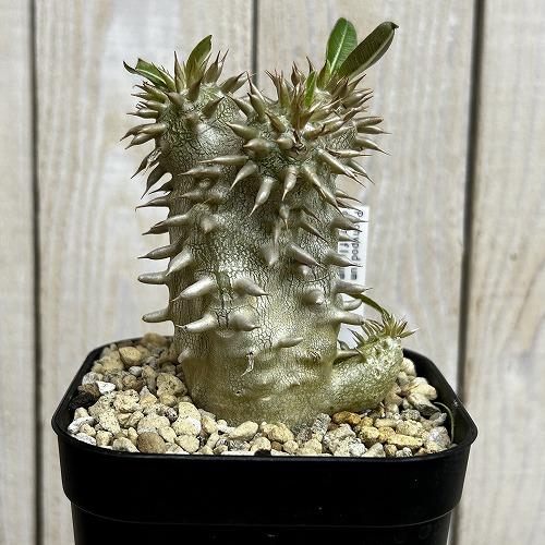 塊根植物 【個体B】パキポディウム デンシフローラム 10.5cm角鉢(現品