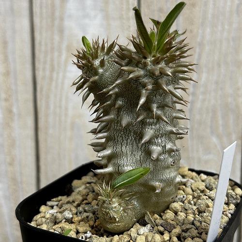 塊根植物 【個体B】パキポディウム デンシフローラム 10.5cm角鉢(現品