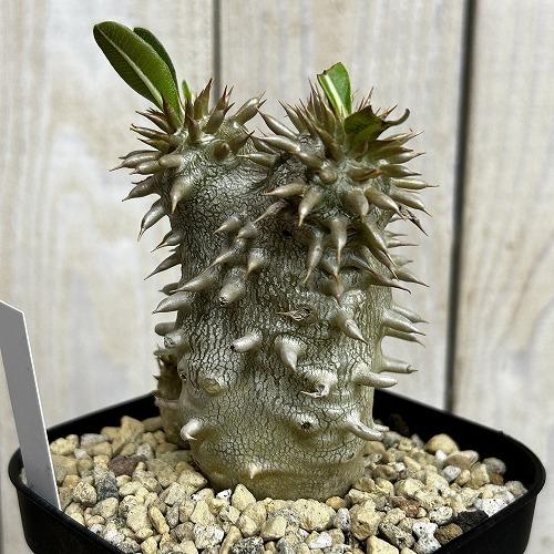 塊根植物 【個体B】パキポディウム デンシフローラム 10.5cm角鉢(現品