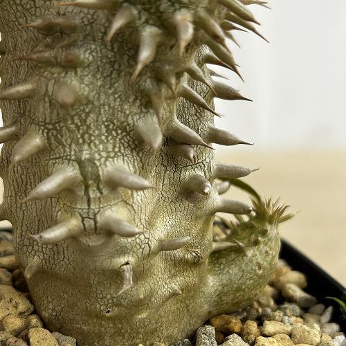 塊根植物 【個体B】パキポディウム デンシフローラム 10.5cm角鉢(現品