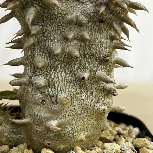 塊根植物 【個体B】パキポディウム デンシフローラム 10.5cm角鉢(現品