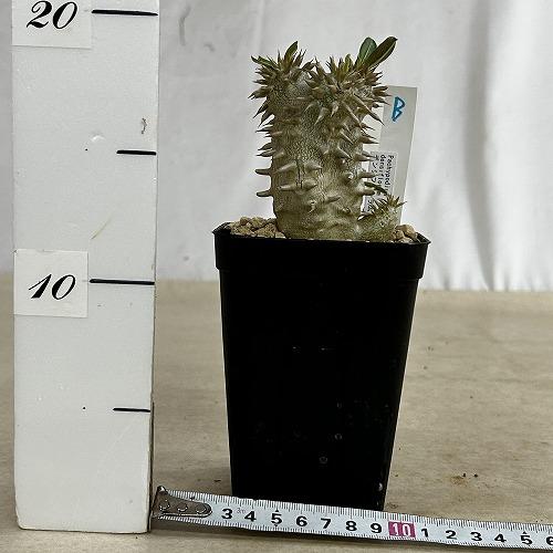 塊根植物 【個体B】パキポディウム デンシフローラム 10.5cm角鉢(現品