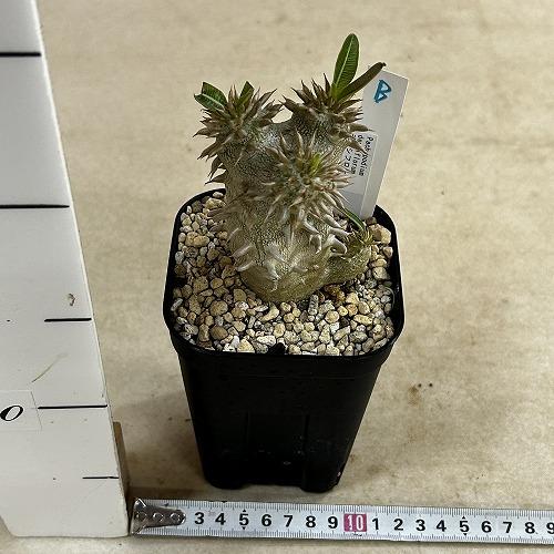 塊根植物 【個体B】パキポディウム デンシフローラム 10.5cm角鉢(現品