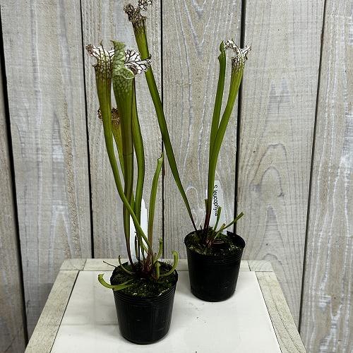 食虫植物　サラセニア パープレア レウコフィラ 2号ポット(個体おまかせ1鉢)　インテリア 室内 おしゃれ 可愛い かわいい |  | 01