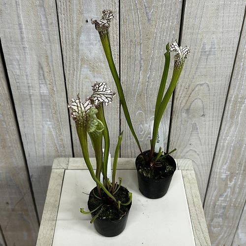 食虫植物　サラセニア パープレア レウコフィラ 2号ポット(個体おまかせ1鉢)　インテリア 室内 おしゃれ 可愛い かわいい |  | 02