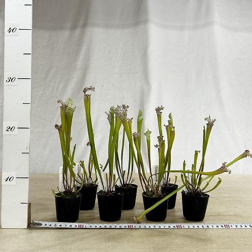 食虫植物　サラセニア パープレア レウコフィラ 2号ポット(個体おまかせ1鉢)　インテリア 室内 おしゃれ 可愛い かわいい |  | 03