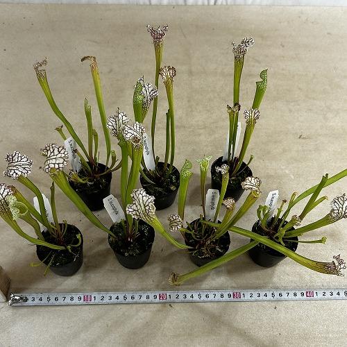 食虫植物　サラセニア パープレア レウコフィラ 2号ポット(個体おまかせ1鉢)　インテリア 室内 おしゃれ 可愛い かわいい |  | 04