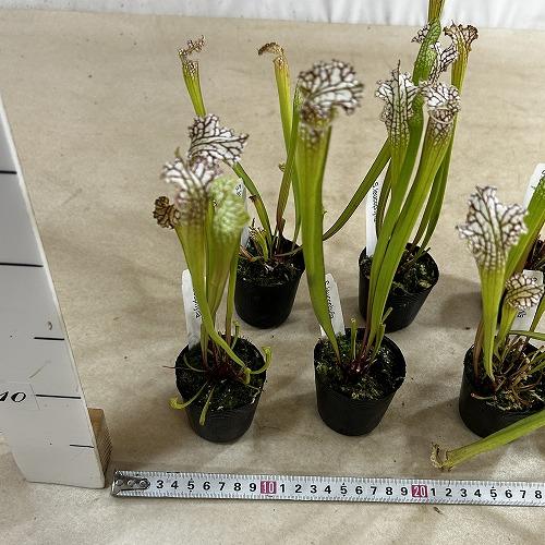 食虫植物　サラセニア パープレア レウコフィラ 2号ポット(個体おまかせ1鉢)　インテリア 室内 おしゃれ 可愛い かわいい |  | 05