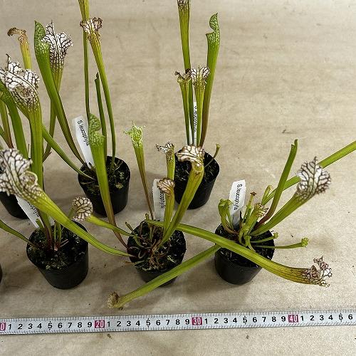 食虫植物　サラセニア パープレア レウコフィラ 2号ポット(個体おまかせ1鉢)　インテリア 室内 おしゃれ 可愛い かわいい |  | 06