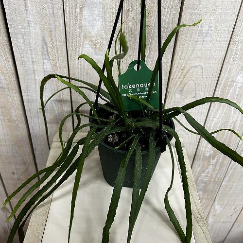 観葉植物　レピスミウム ボリビアナム 4号吊り鉢(個体おまかせ1鉢)　インテリア 室内 おしゃれ 可愛い かわいい | 
