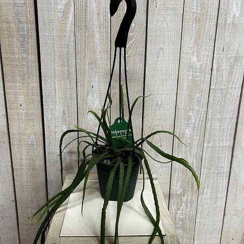観葉植物　レピスミウム ボリビアナム 4号吊り鉢(個体おまかせ1鉢)　インテリア 室内 おしゃれ 可愛い かわいい |  | 01