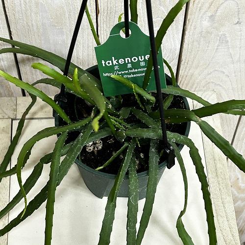観葉植物　レピスミウム ボリビアナム 4号吊り鉢(個体おまかせ1鉢)　インテリア 室内 おしゃれ 可愛い かわいい |  | 02