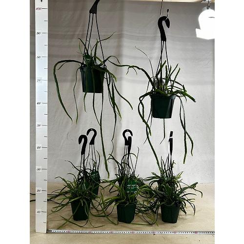 観葉植物　レピスミウム ボリビアナム 4号吊り鉢(個体おまかせ1鉢)　インテリア 室内 おしゃれ 可愛い かわいい |  | 03