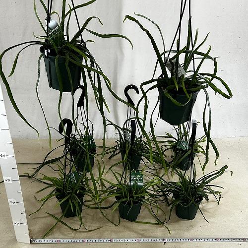 観葉植物　レピスミウム ボリビアナム 4号吊り鉢(個体おまかせ1鉢)　インテリア 室内 おしゃれ 可愛い かわいい |  | 04