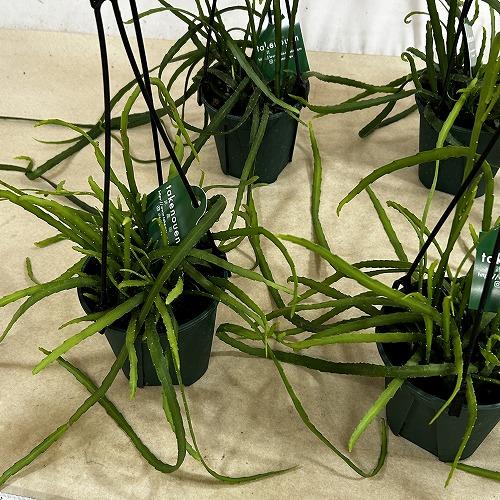 観葉植物　レピスミウム ボリビアナム 4号吊り鉢(個体おまかせ1鉢)　インテリア 室内 おしゃれ 可愛い かわいい |  | 05