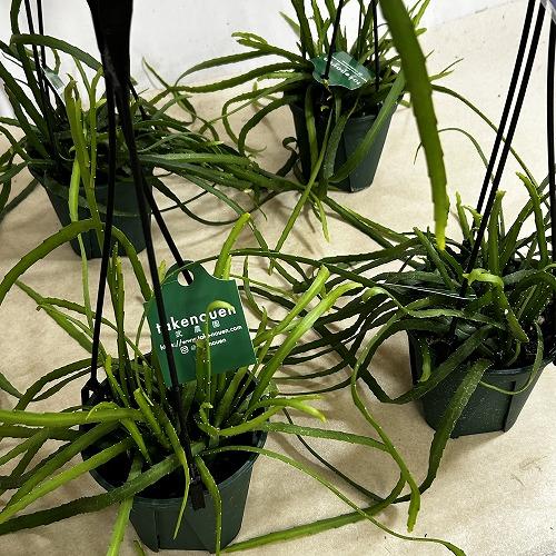 観葉植物　レピスミウム ボリビアナム 4号吊り鉢(個体おまかせ1鉢)　インテリア 室内 おしゃれ 可愛い かわいい |  | 06
