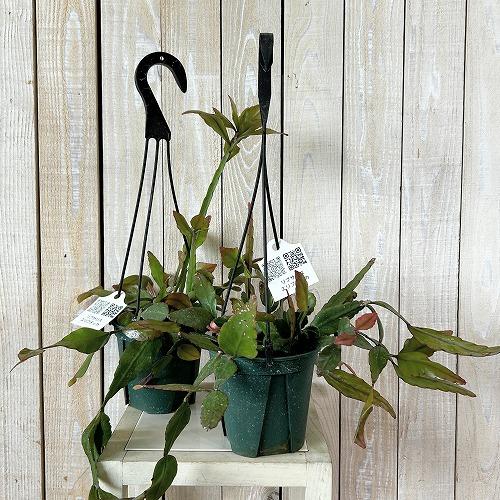 観葉植物　リプサリス エリプティカ 4号吊り鉢(緑)(個体おまかせ1鉢)　インテリア 室内 おしゃれ 可愛い かわいい |  | 01