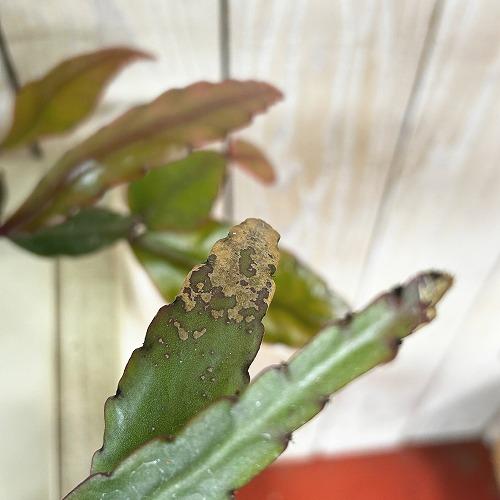 観葉植物　リプサリス エリプティカ 4号吊り鉢(緑)(個体おまかせ1鉢)　インテリア 室内 おしゃれ 可愛い かわいい |  | 03