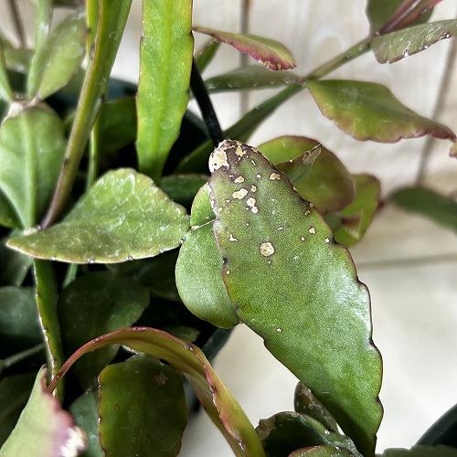 観葉植物　リプサリス エリプティカ 4号吊り鉢(緑)(個体おまかせ1鉢)　インテリア 室内 おしゃれ 可愛い かわいい |  | 04