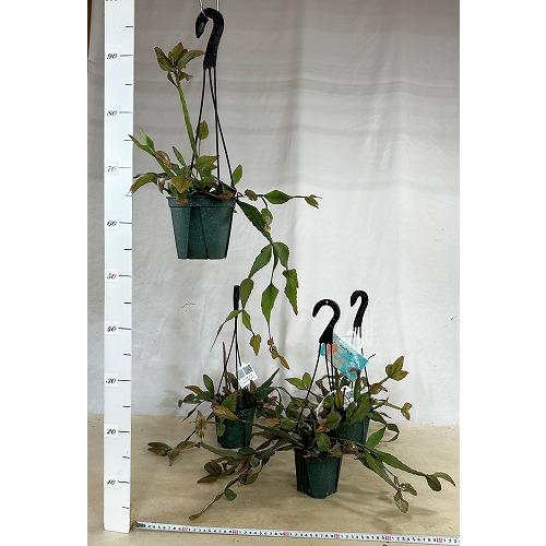 観葉植物　リプサリス エリプティカ 4号吊り鉢(緑)(個体おまかせ1鉢)　インテリア 室内 おしゃれ 可愛い かわいい |  | 05