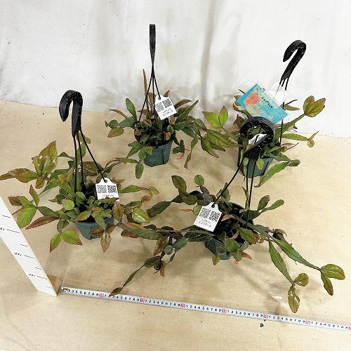 観葉植物　リプサリス エリプティカ 4号吊り鉢(緑)(個体おまかせ1鉢)　インテリア 室内 おしゃれ 可愛い かわいい |  | 06