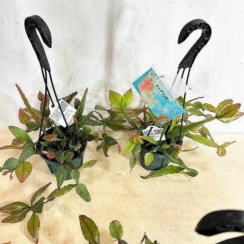 観葉植物　リプサリス エリプティカ 4号吊り鉢(緑)(個体おまかせ1鉢)　インテリア 室内 おしゃれ 可愛い かわいい |  | 07