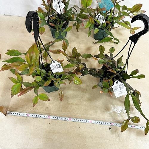 観葉植物　リプサリス エリプティカ 4号吊り鉢(緑)(個体おまかせ1鉢)　インテリア 室内 おしゃれ 可愛い かわいい |  | 08