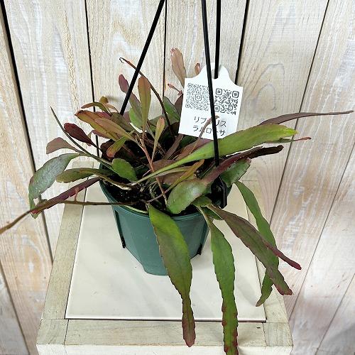 観葉植物　リプサリス ラムローサ 4号吊り鉢(緑)(個体おまかせ1鉢)　インテリア 室内 おしゃれ 可愛い かわいい |  | 02